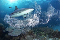 Shark swimming through the glassfish - © Jez Tryner